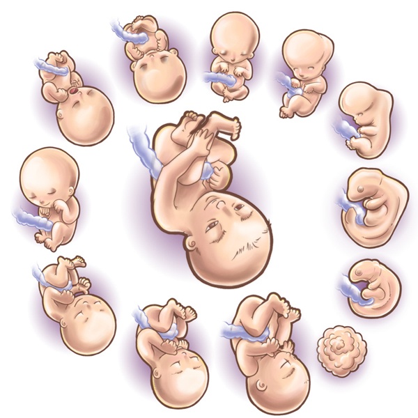 Đo lường kích thước thai nhi theo tuần tuổi là việc làm vô cùng cân thiết để theo dõi sự phát triển của thai nhi